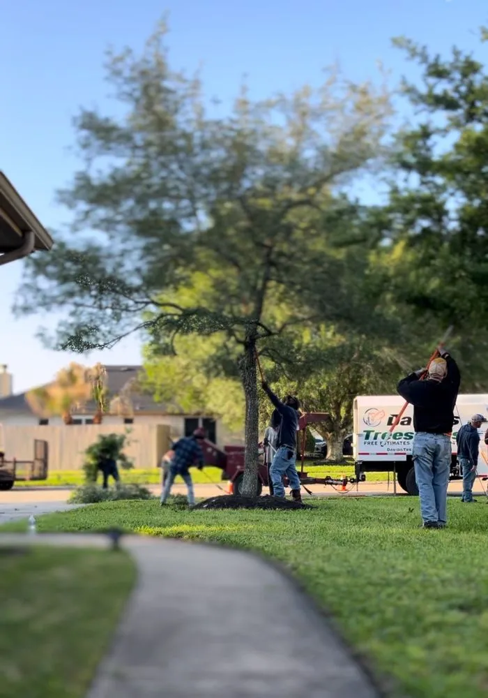 Local yard maintenance experts serving Alvin, TX - David's Trees R Us