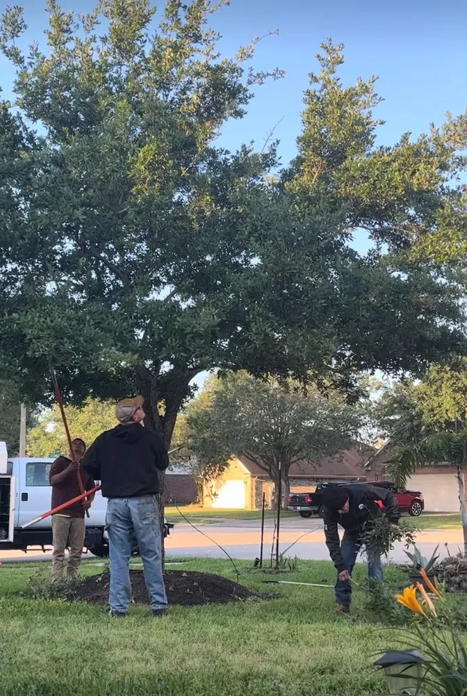 Trusted landscape installation in Alvin, TX by David's Trees R Us