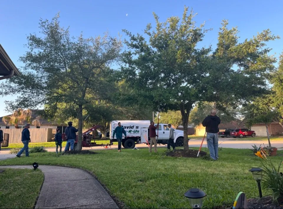 Professional lawn care service in Alvin, TX by David's Trees R Us