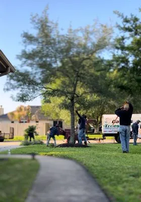 David's Trees R Us Logo