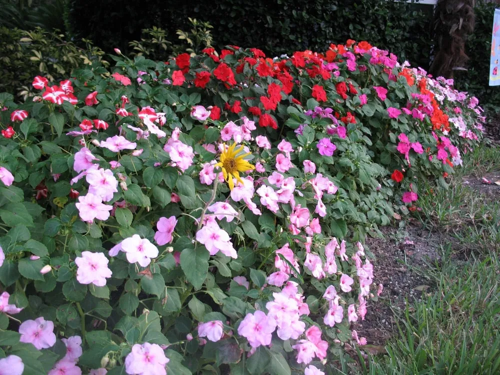 Top-rated residential landscaping in Riverview, FL - Davidson Landscape & Irrigation