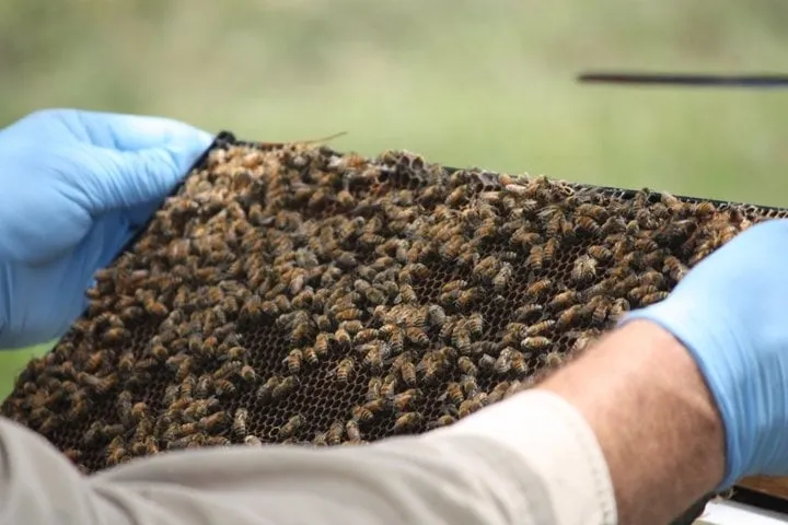 Expert lawn care service experts serving Riverview, FL - Davidson Landscape & Irrigation