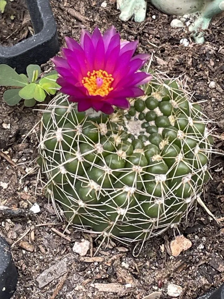 Reliable landscape design in Jacksonville, FL - Davie Cole and Nathan Young