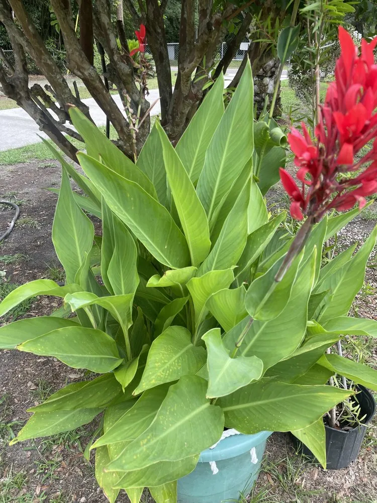 Custom garden landscaping in Jacksonville, FL by Davie Cole and Nathan Young