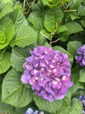 Davie Cole and Nathan Young Logo