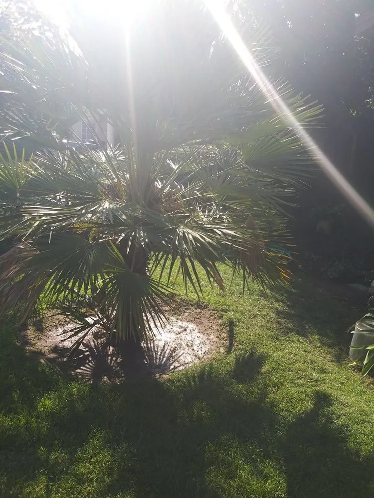 Professional landscape installation in Bell Gardens, CA by Davila Landscape