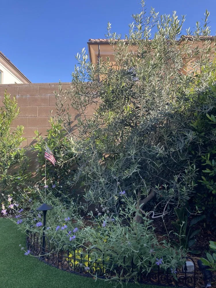 Expert landscaping services experts serving Santa Ana, CA - Davila Landscape Designs