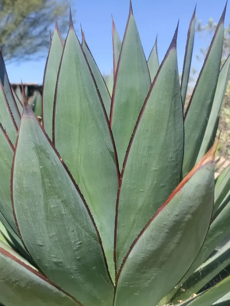 Reliable yard cleanup service in Santa Ana, CA by Davila Landscape Designs