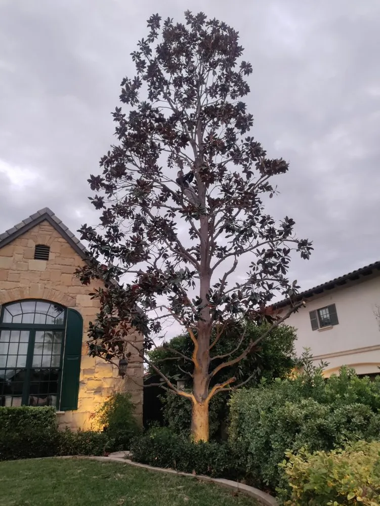 Reliable landscaping services in Santa Ana, CA - Davila Landscape Designs