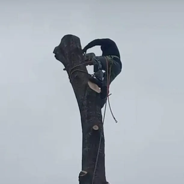 Affordable outdoor landscaping in Houston, TX - Davila Tree and Landscaping Services