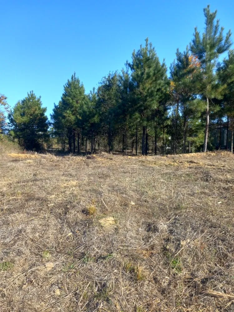 Expert landscape installation for outdoor upgrades across Houston, TX - Davila Tree and Landscaping Services