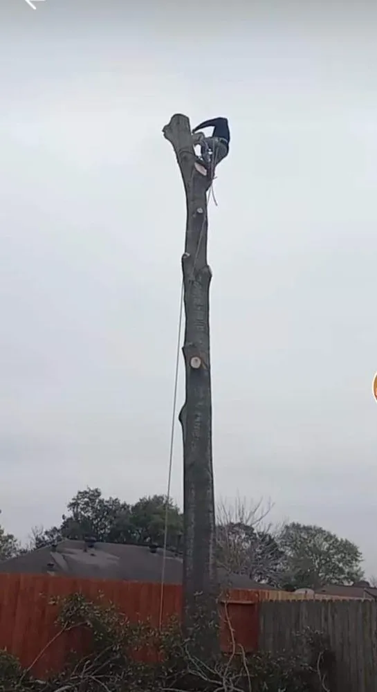 Custom outdoor landscaping for homes across Houston, TX - Davila Tree and Landscaping Services