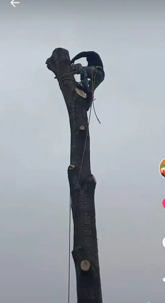 Top-rated landscape design for homes in Houston, TX by Davila Tree and Landscaping Services