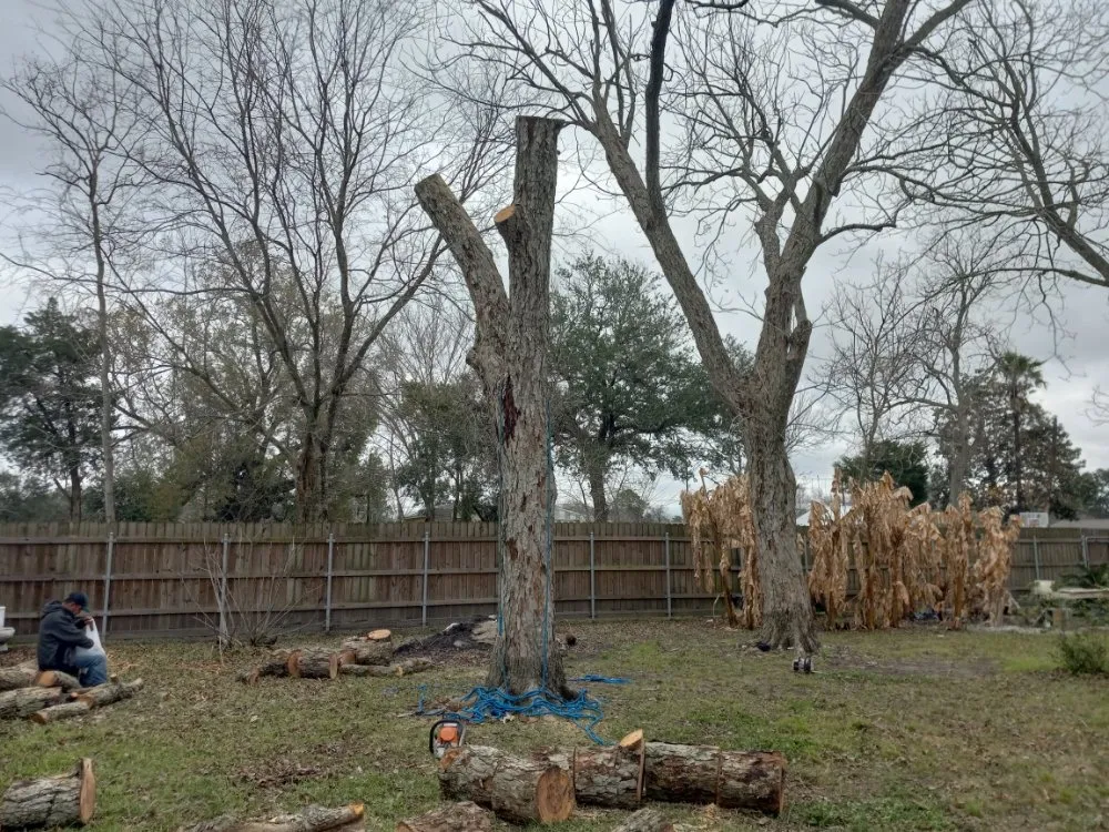 Professional landscape installation experts serving Houston, TX - Davila Tree and Landscaping Services
