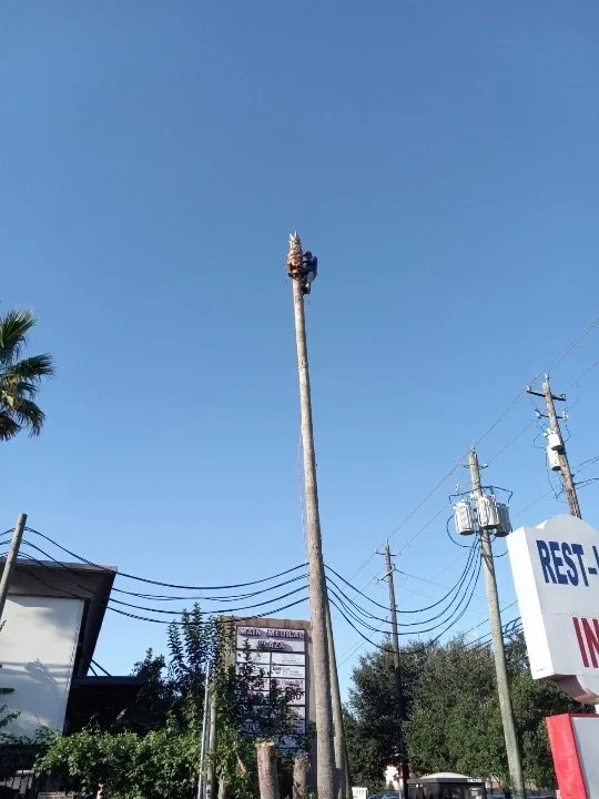 Expert outdoor landscaping near you in Houston, TX by Davila Tree and Landscaping Services