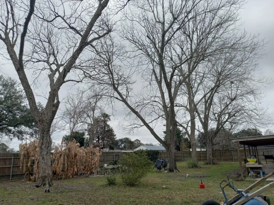 Top-rated yard maintenance in Houston, TX by Davila Tree and Landscaping Services