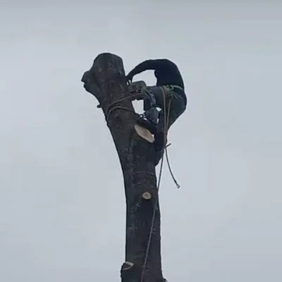 Davila Tree and Landscaping Services Logo