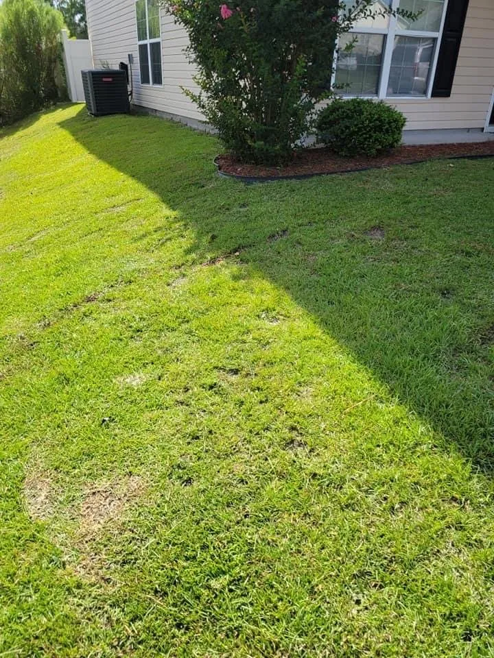 Top-rated yard cleanup service in Columbia, SC - Davis and Company lawn care