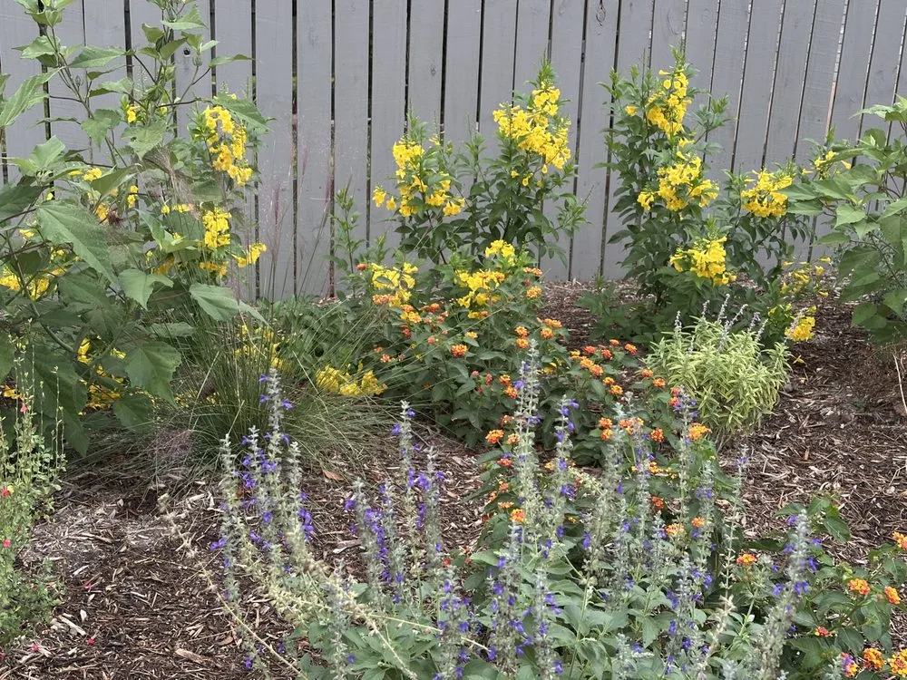 Local landscape design for homes across San Antonio, TX - Davis GardenCraft