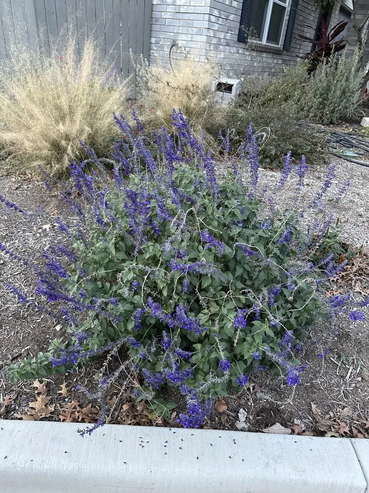 Local landscape installation in San Antonio, TX by Davis GardenCraft