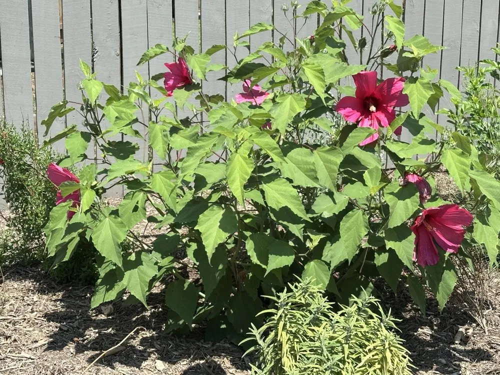 Professional landscaping services for outdoor upgrades in San Antonio, TX by Davis GardenCraft