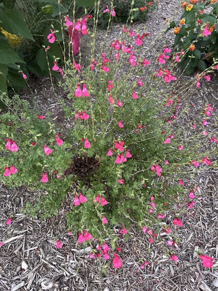 Top-rated outdoor landscaping in San Antonio, TX by Davis GardenCraft