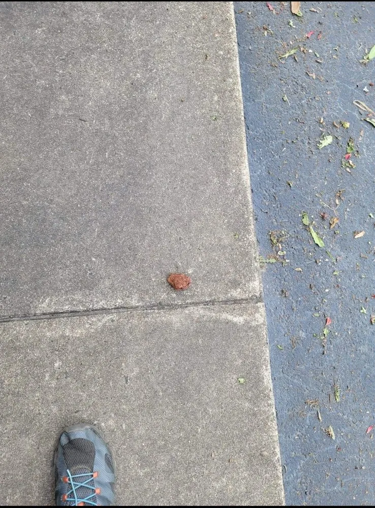 Reliable landscape installation in Inman, SC by Davis Landscape and Nursery