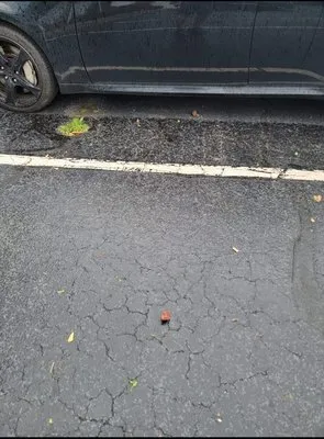 Davis Landscape and Nursery Logo