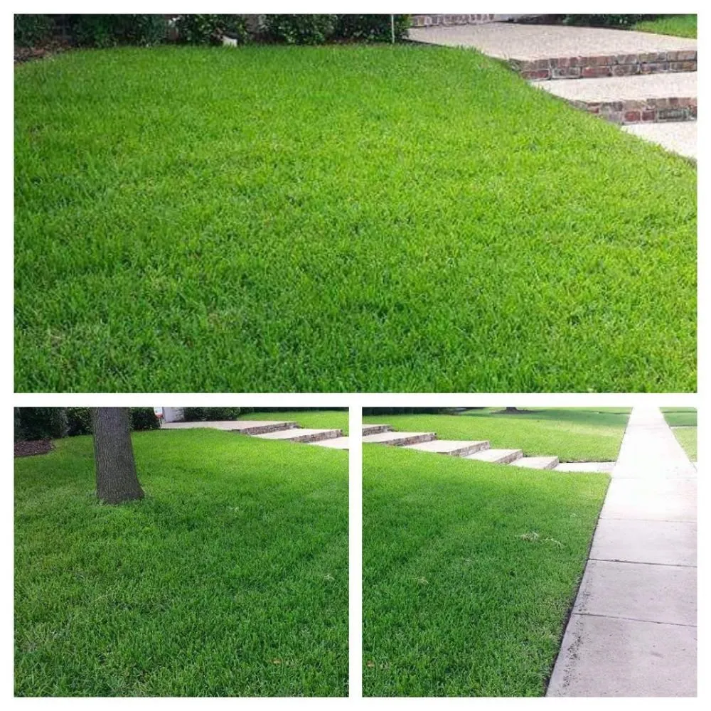 Top-rated lawn care service for residential properties across Celeste, TX - Davis Landscape Services