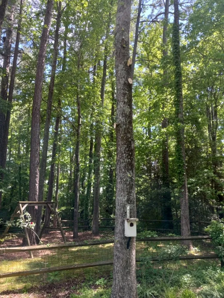 Expert outdoor landscaping experts serving Colonial Heights, VA - Davis Landscaping and Tree Service