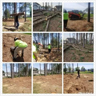 Davis Landscaping and Tree Service Logo