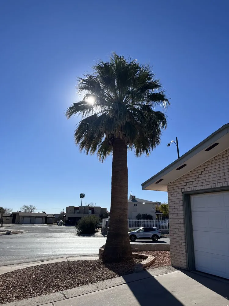 Local landscape design for year-round maintenance across El Paso, TX - Davis Landscaping Services