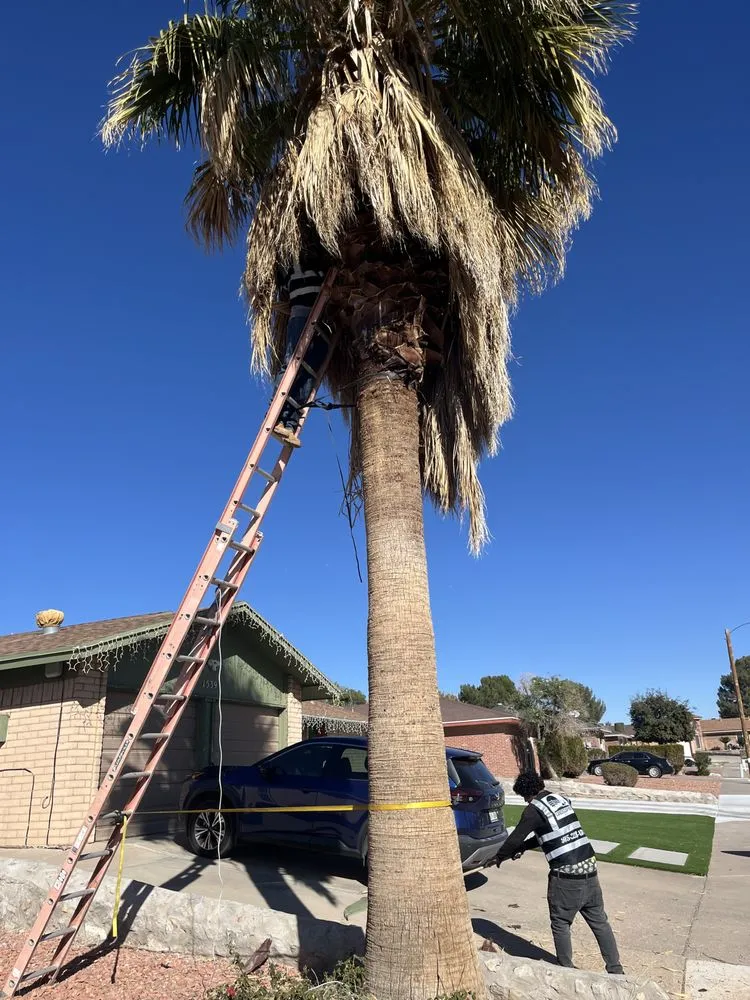 Top-rated garden landscaping in El Paso, TX by Davis Landscaping Services