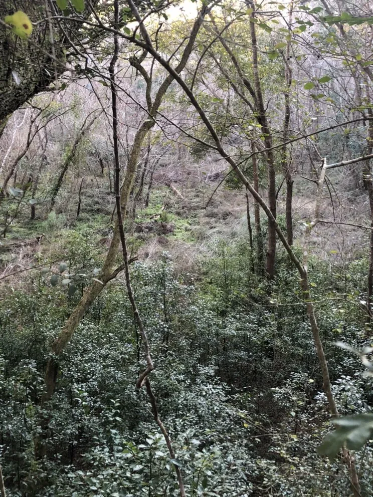 Expert garden landscaping experts serving Daphne, AL - Davis Landwork & Construction