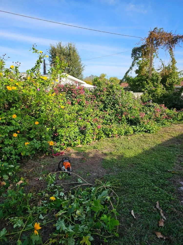 Professional landscape design in Sarasota, FL - Davis Lawn and Landscape