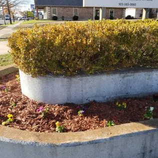 Professional yard maintenance for beautiful yards across Ector, TX - Davis Lawn Care