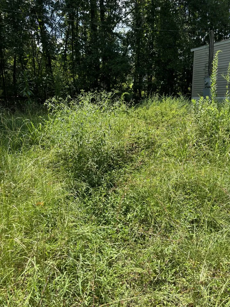 Professional yard maintenance in Tuscaloosa, AL - Davis Lawn Professionals