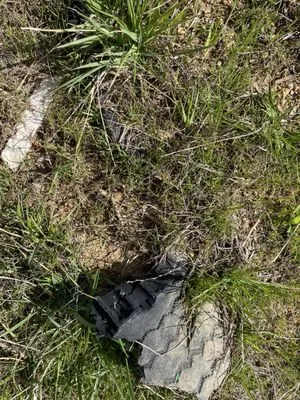 Davis Outdoor Creations Logo