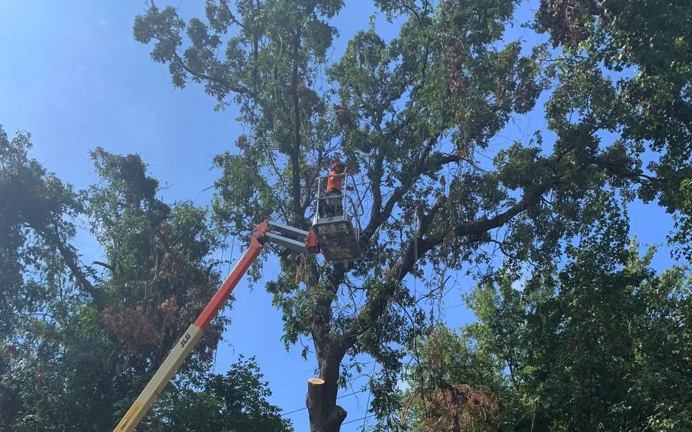 Local landscape installation in Clemmons, NC - Davis Outdoor Solutions