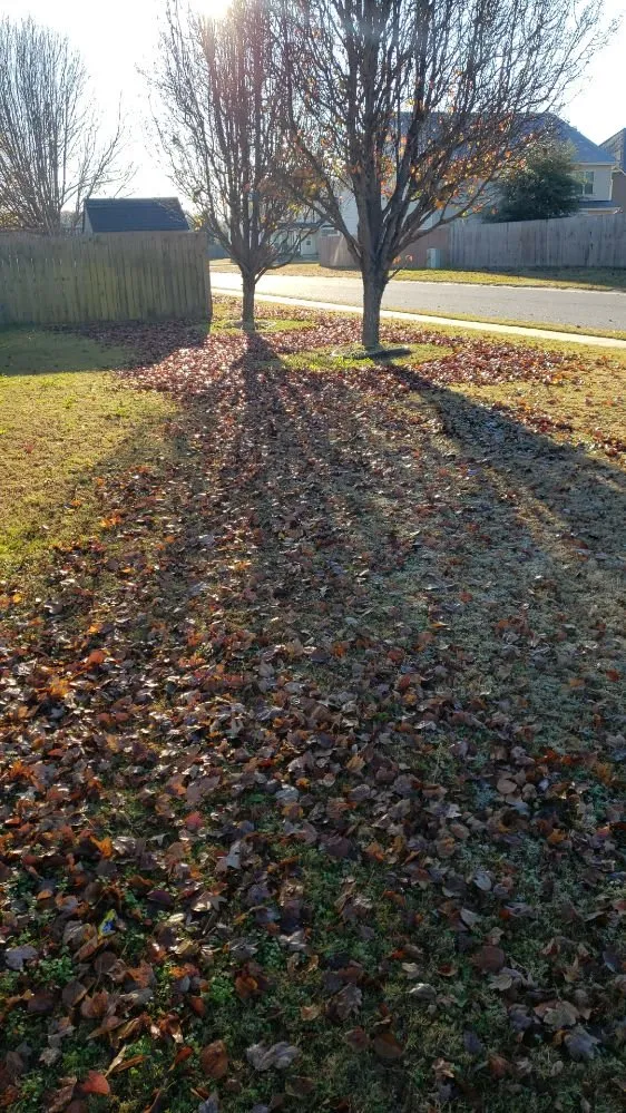 Professional outdoor landscaping for beautiful yards in Oswego, SC by Davis Perfection Lawn Care