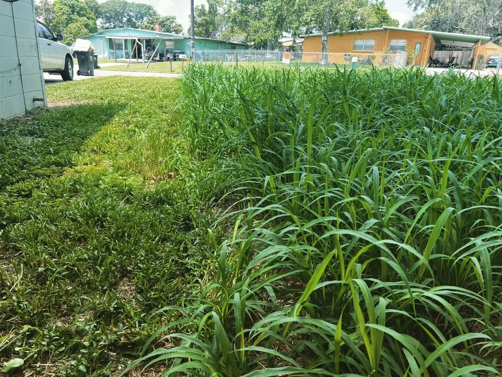 Expert residential landscaping with custom design across Lakeland, FL - Davis Proscaping
