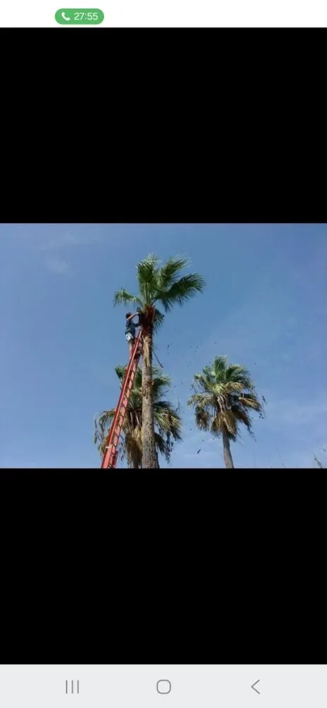 Expert yard maintenance experts serving San Leon, TX - Davis Tree Care And More