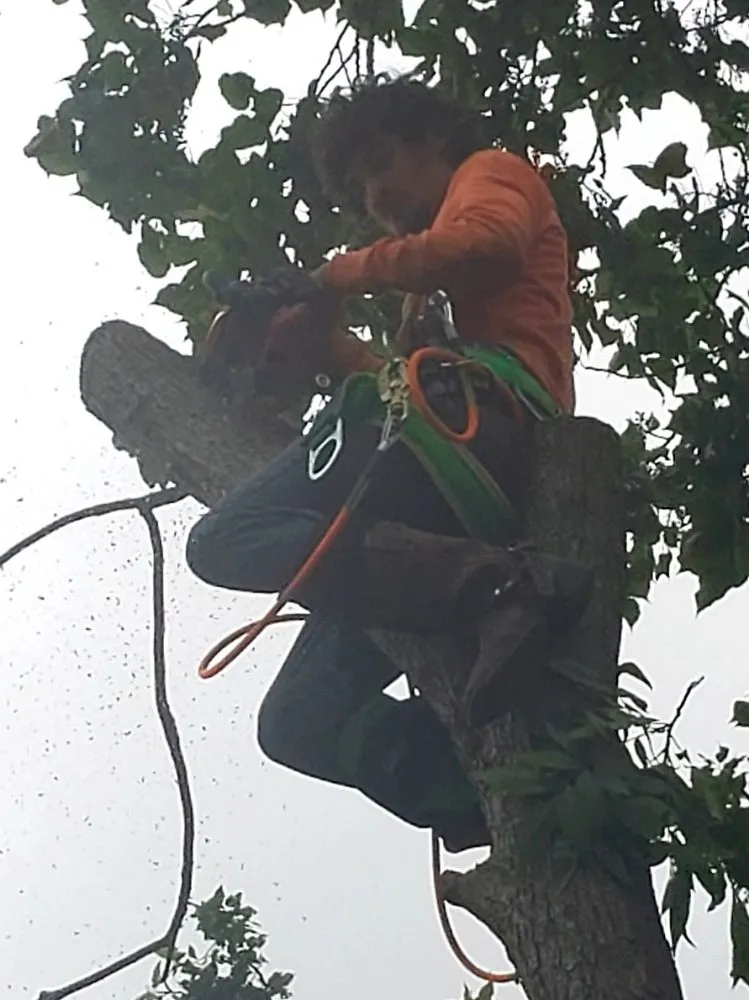 Reliable landscaping services near you across San Leon, TX - Davis Tree Care And More