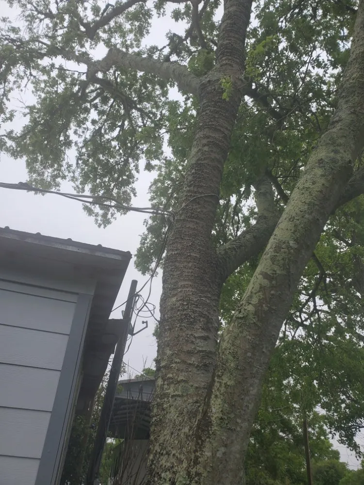 Professional residential landscaping in San Leon, TX - Davis Tree Care And More