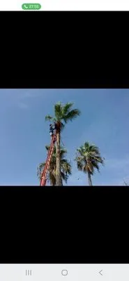 Davis Tree Care And More