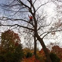 Trusted lawn care service in Forest Park, IL by Davis Tree Care