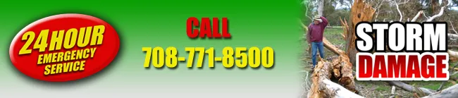 Reliable outdoor landscaping in Forest Park, IL - Davis Tree Care