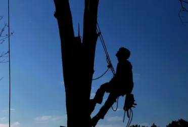 Top-rated residential landscaping experts serving St Petersburg, FL - Davis Tree Service and Landscaping