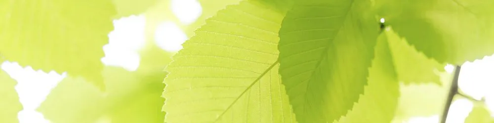 Top-rated outdoor landscaping in Franklin, TN by Davis Tree Service