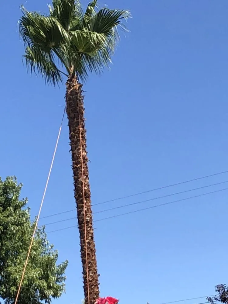 Affordable yard cleanup service in Stockton, CA by Davis Yard Solutions